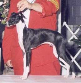 Italiangreyhound5.jpg