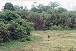 Parque-nacional-lobeke1.jpg