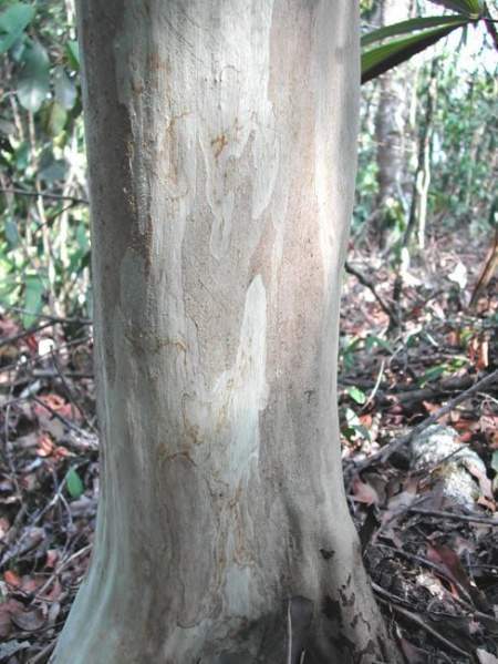 Archivo:Pimenta dioica tronco.jpg