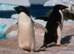 Pinguino de adelia.jpg