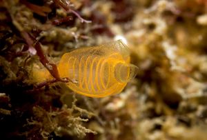 Pycnoclavella nana.jpg