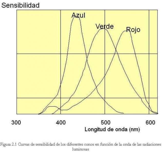 Archivo:Sensibilidad-vista.jpg