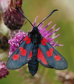 Zygaena.jpg