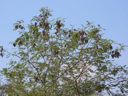 Acacia chundra.jpg