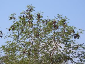 Acacia chundra.jpg