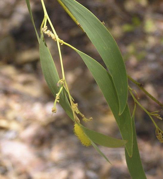 Archivo:Acacia gonoclada 4.jpg
