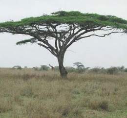 Acacia tortilis.jpg