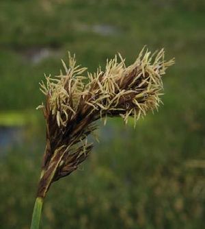Carex.jpg