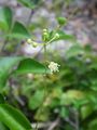Croton dybowskii 3.jpg
