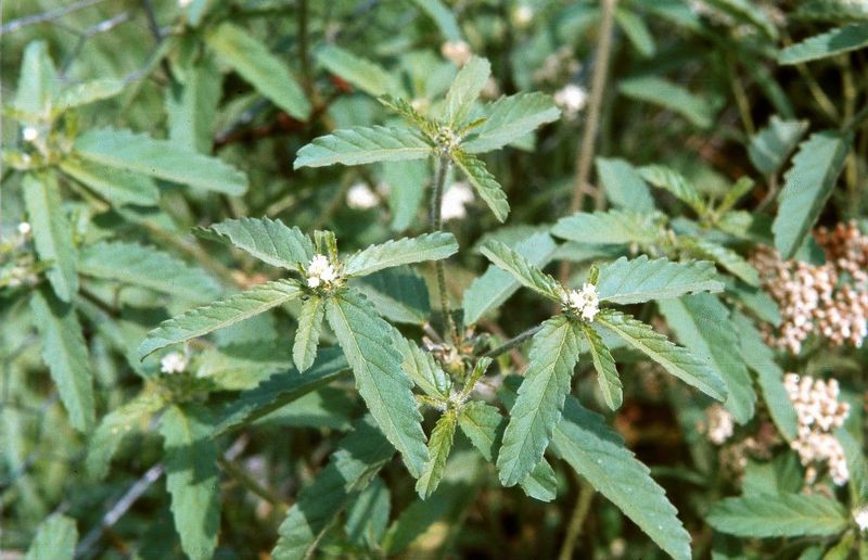 Archivo:Croton glandulosus.jpg