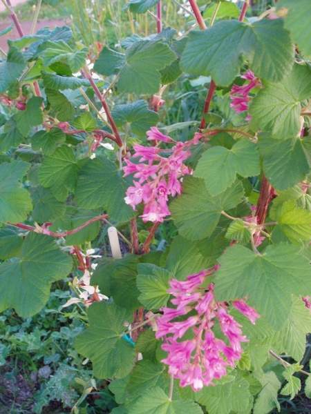 Archivo:Grosella-negra-floracion.jpg