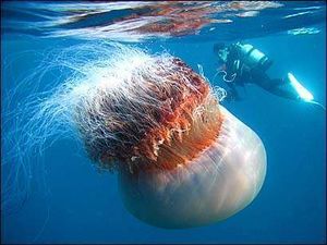 Medusamelenaleon.jpg