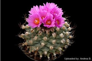 Turbinicarpus alonsoi1 2437 l.jpg