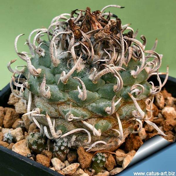 Archivo:Turbinicarpus schmiedickeanus .jpg