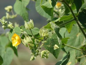 Abutilon grandifolium.jpg
