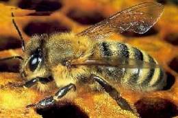 Apis mellifera oeste.jpg