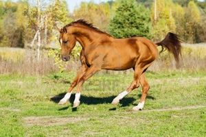 Caballo Don 1.jpg