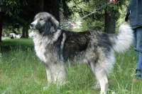 Ciobanesc-carpatin-03.jpg