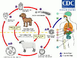 Echinococcus LifeCycle.gif