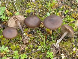 Entoloma.jpg