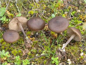 Entoloma.jpg