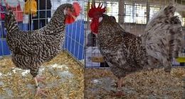 Gallina utrerana.jpg