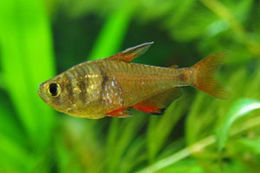 Hyphessobrycon bifasciatus 3.jpg