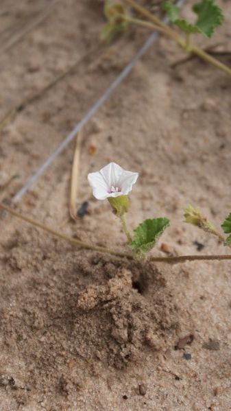 Archivo:Ipomoea hackeliana 1.JPG