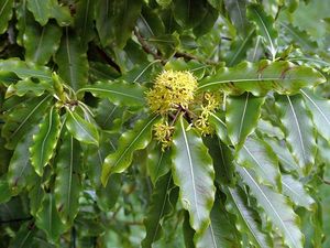 Pittosporum eugenioides.jpg