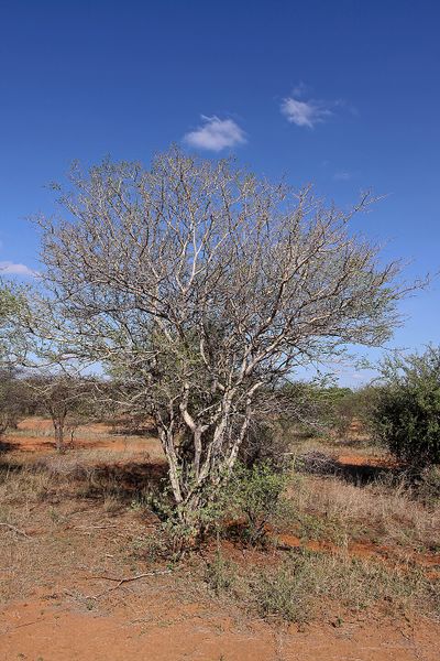 Archivo:Acacia erubescens.jpg