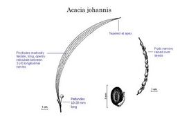 Acacia johannis.jpg