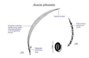 Acacia johannis.jpg