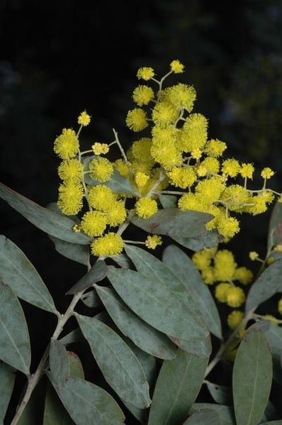Archivo:Acacia jucunda 3.jpg