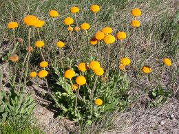 Craspedia aurantia.jpg