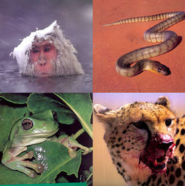 Ecología del comportamiento.jpg