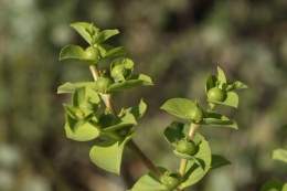 Euphorbia akenocarpa Guss.jpg