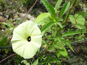 Ipomoea longeramosa.JPG