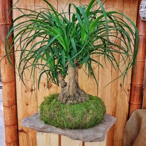 Kokedama-nolina-600x600.jpeg