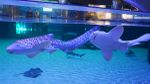 OceanográficoValencia5.jpg