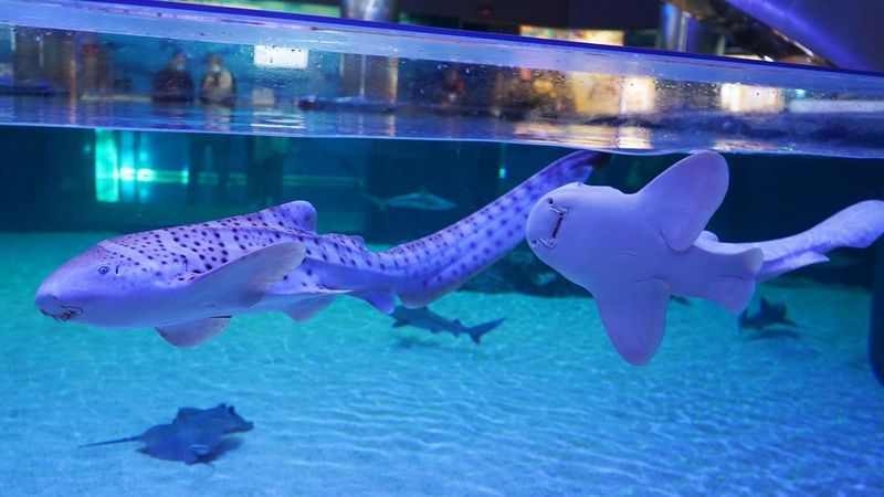 Archivo:OceanográficoValencia5.jpg