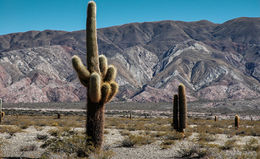 Parque Nacional Los Cardones.jpg