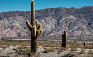 Parque Nacional Los Cardones.jpg