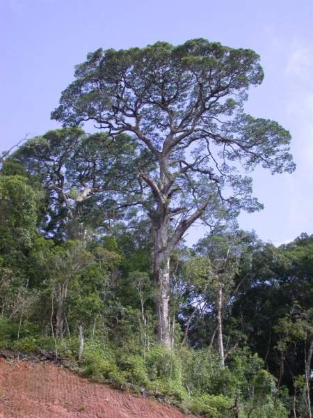 Archivo:Pinus krempfii.jpg