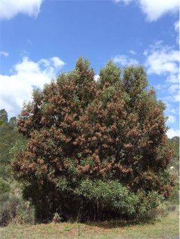 Acacia melanoxylon.jpg