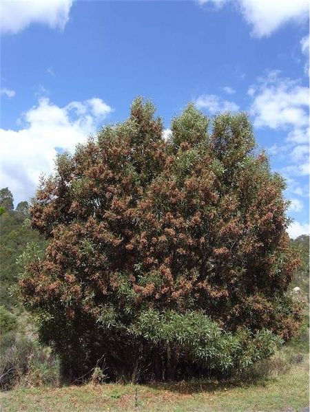 Archivo:Acacia melanoxylon.jpg