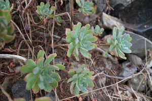 Aeonium castello-paivae.JPG