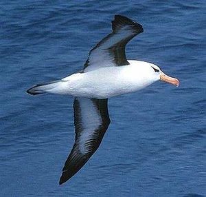 Albatroscejanegra.jpg