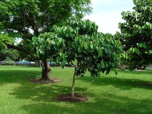Aleurites trisperma.jpg