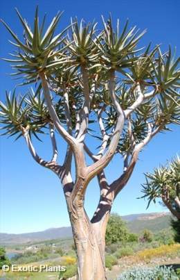 Aloe dichotoma2.jpg