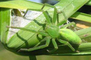 Arana cangrejo gigante.jpg